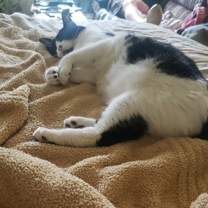 Sixteen Paws Cat Sitting