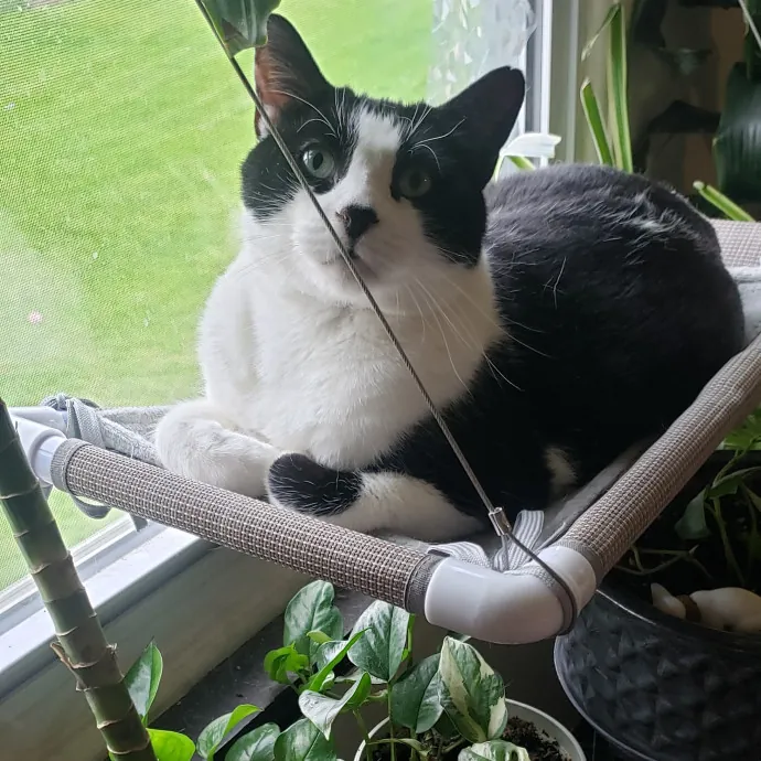 Sixteen Paws Cat Sitting