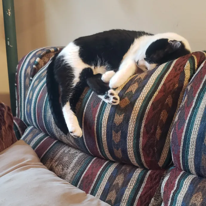 Sixteen Paws Cat Sitting