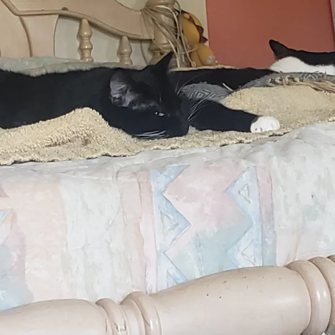 Sixteen Paws Cat Sitting