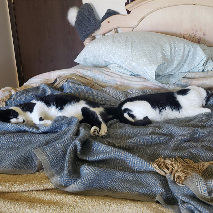 Sixteen Paws Cat Sitting