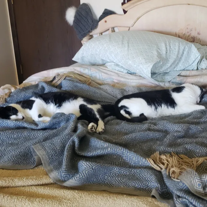 Sixteen Paws Cat Sitting