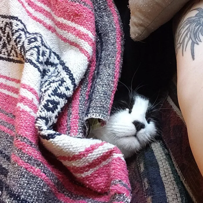 Sixteen Paws Cat Sitting