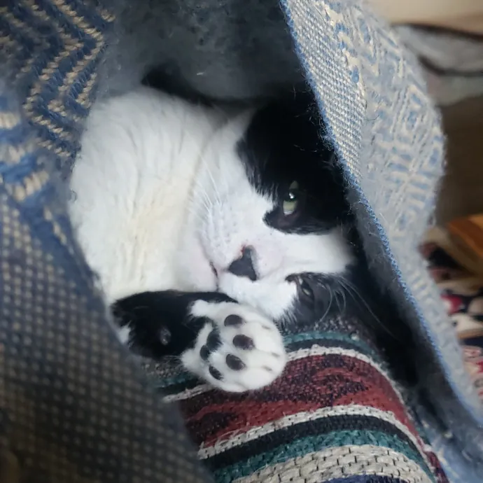 Sixteen Paws Cat Sitting