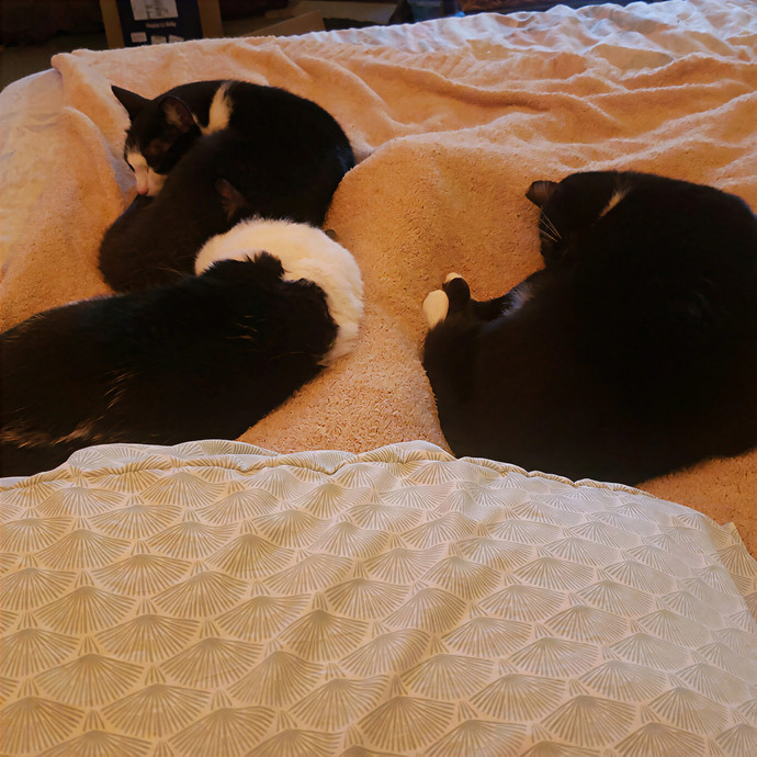 Sixteen Paws Cat Sitting
