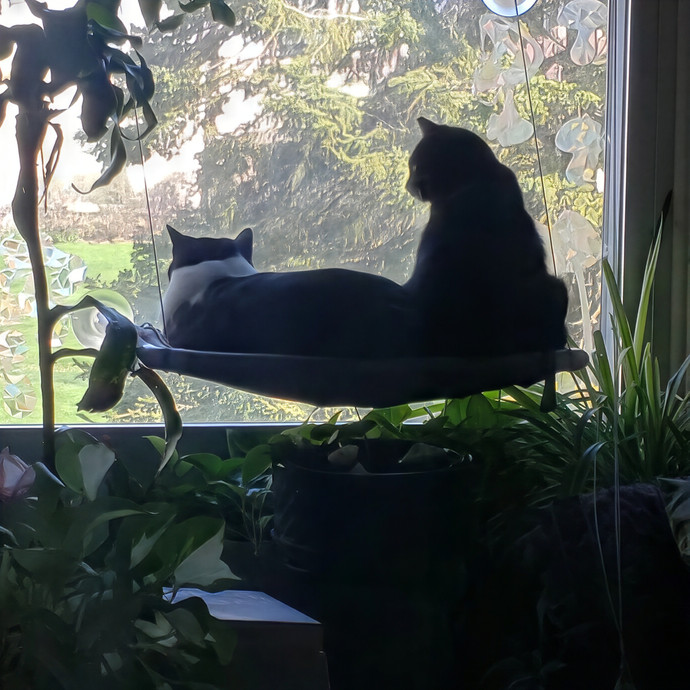 Sixteen Paws Cat Sitting