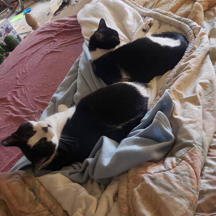 Sixteen Paws Cat Sitting