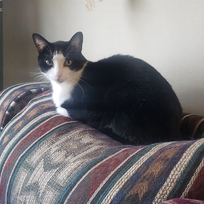 Sixteen Paws Cat Sitting photo 3