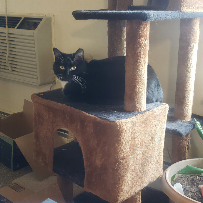 Sixteen Paws Cat Sitting photo 2