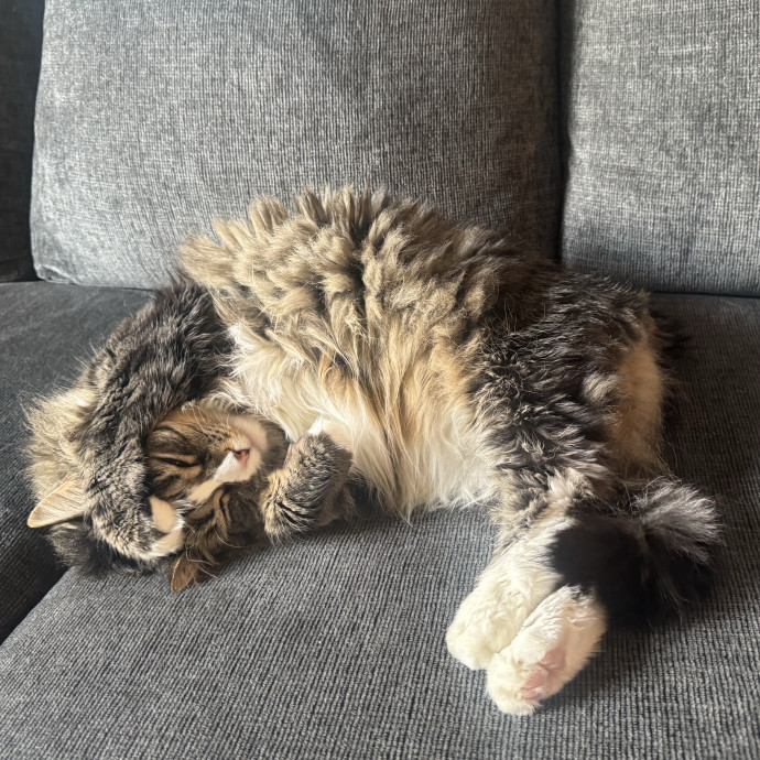 Pre-Vet Student  Experienced Cat Sitter