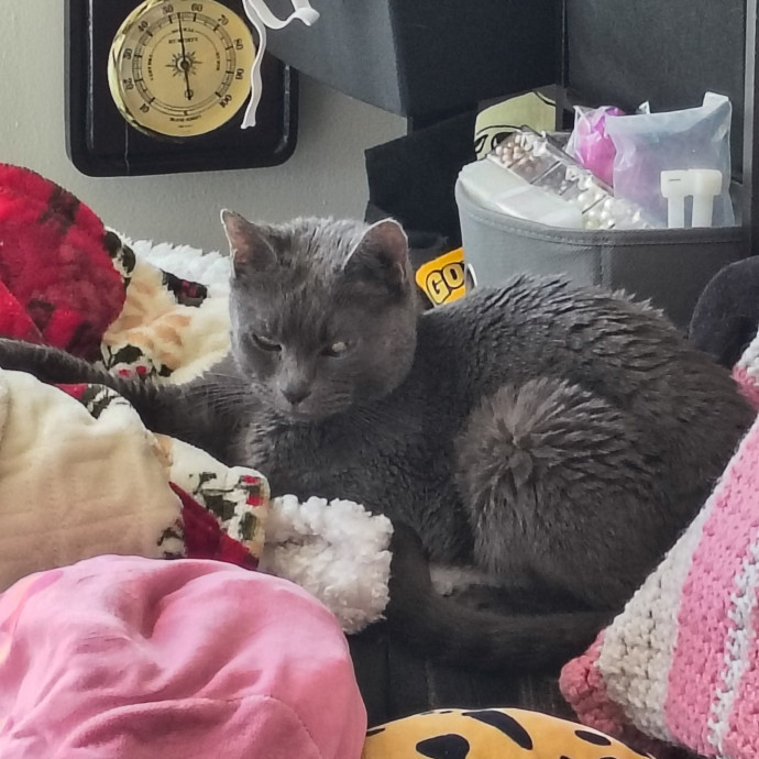Lifelong Cat Caretaker