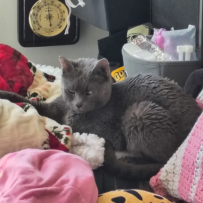 Lifelong Cat Caretaker