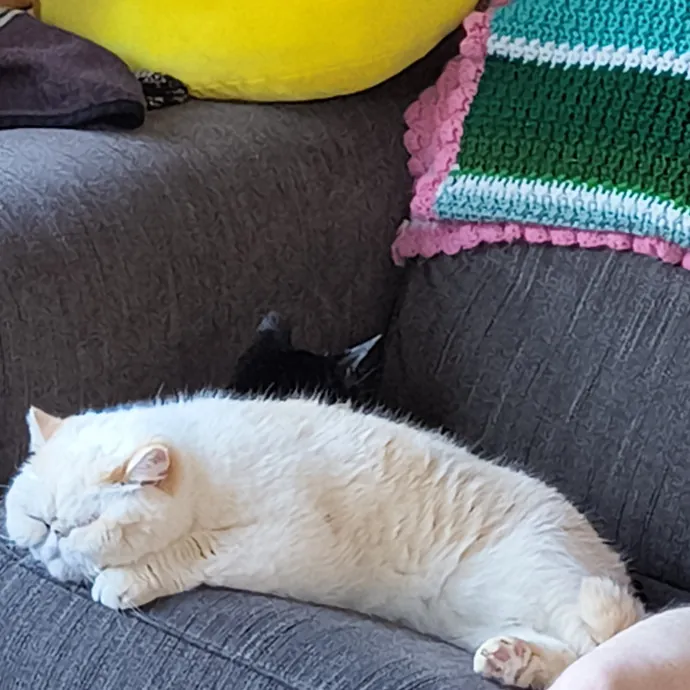 Lifelong Cat Caretaker