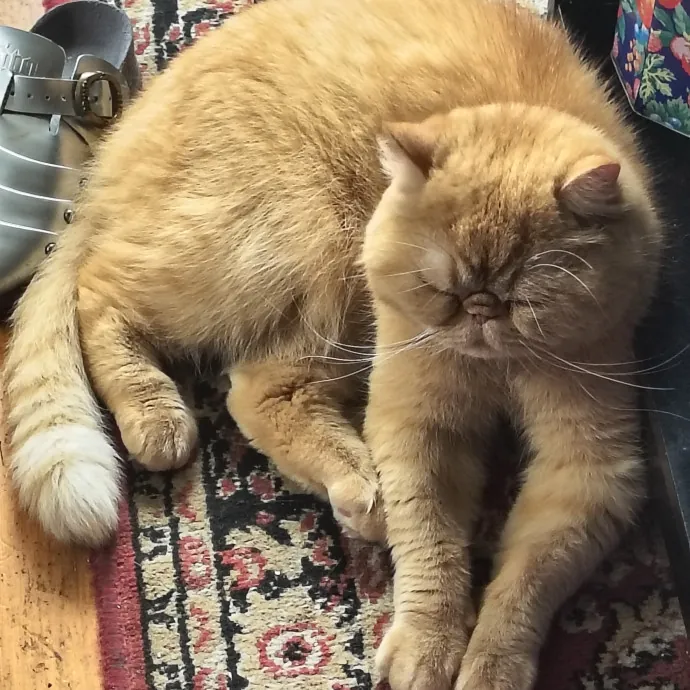 Lifelong Cat Caretaker