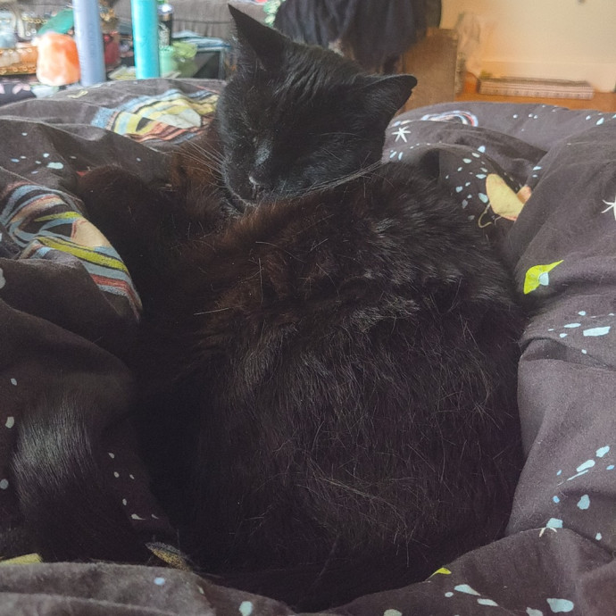 Lifelong Cat Caretaker