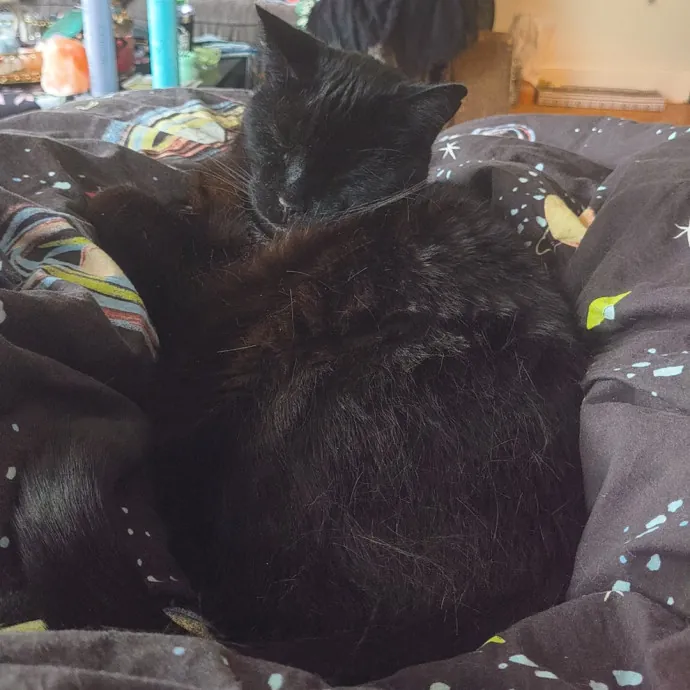 Lifelong Cat Caretaker