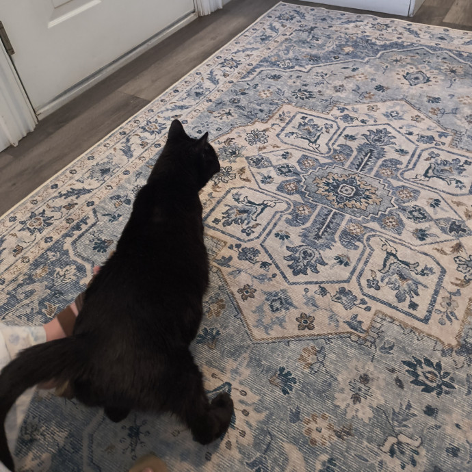 Lifelong Cat Caretaker