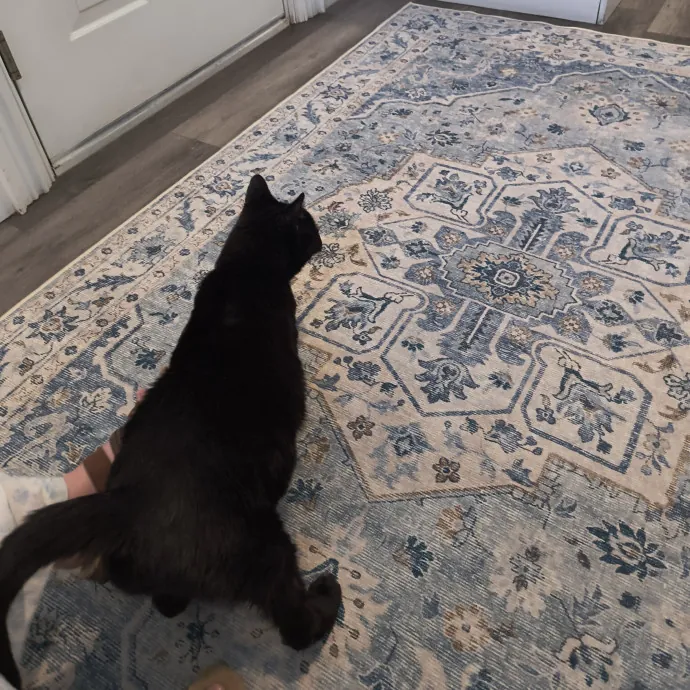 Lifelong Cat Caretaker