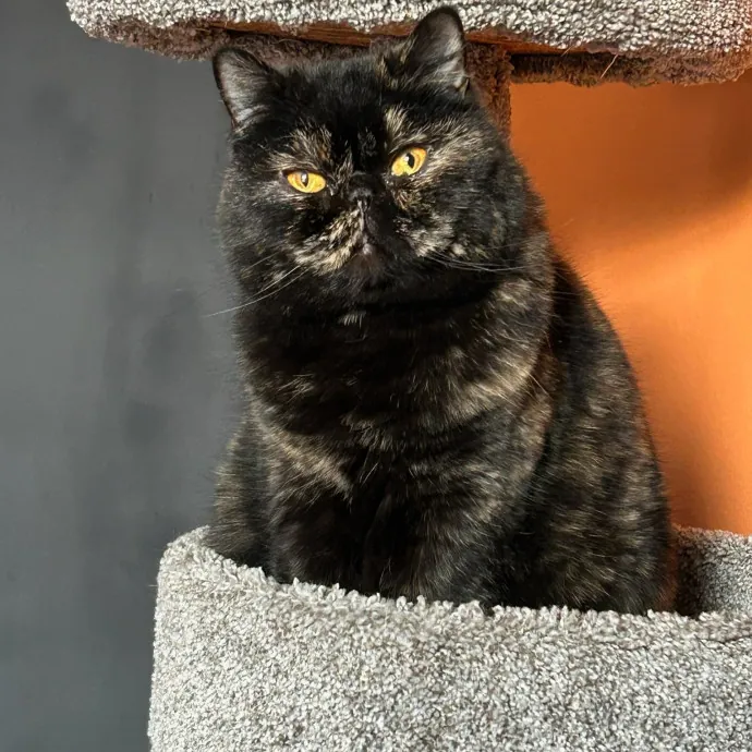 Lifelong Cat Caretaker photo 4