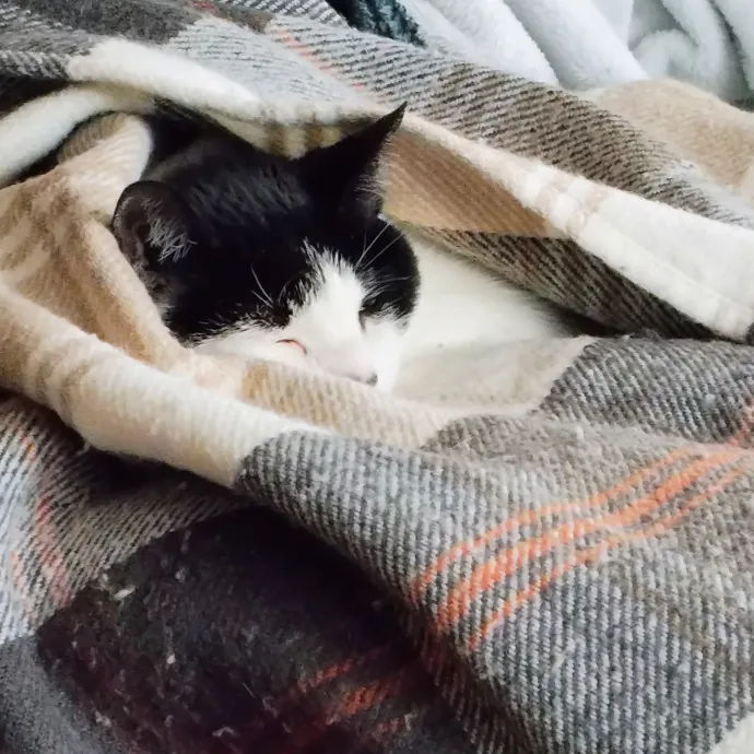 Lifelong Cat Caretaker photo 3