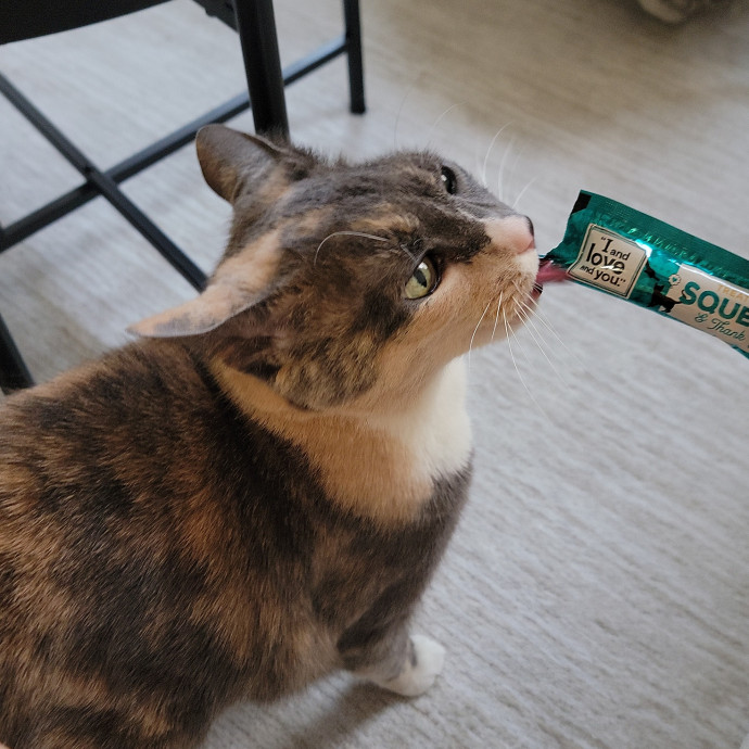 Cate's Cats Of Manhattan