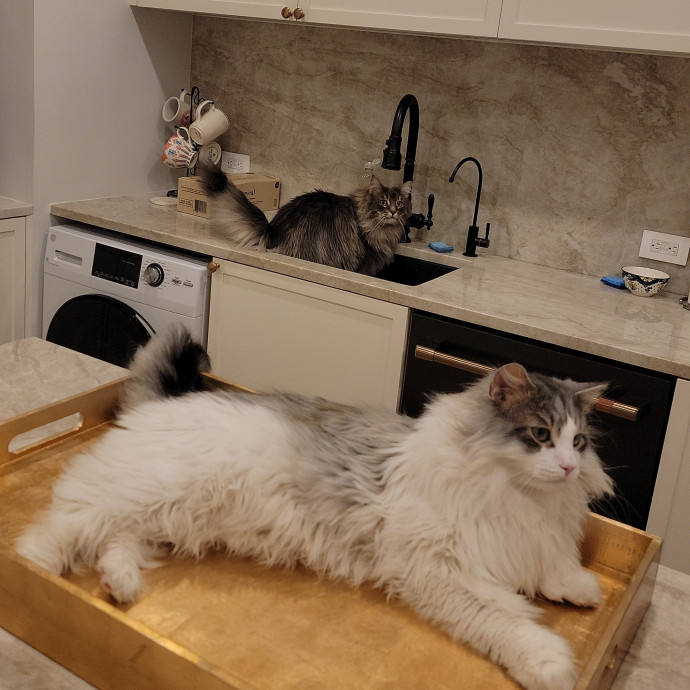 Cate's Cats Of Manhattan
