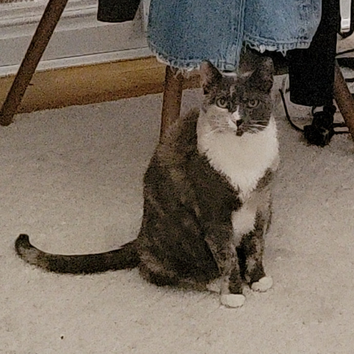 Cate's Cats Of Manhattan