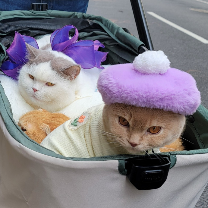 Cate's Cats Of Manhattan