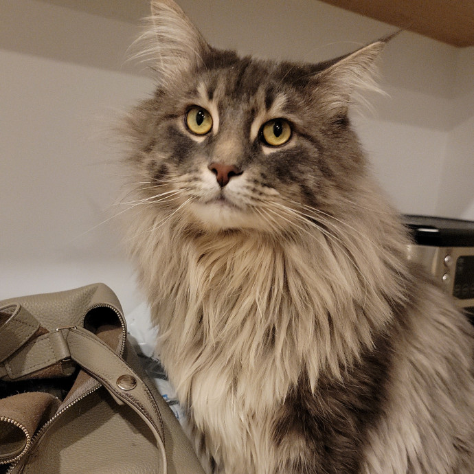Cate's Cats Of Manhattan