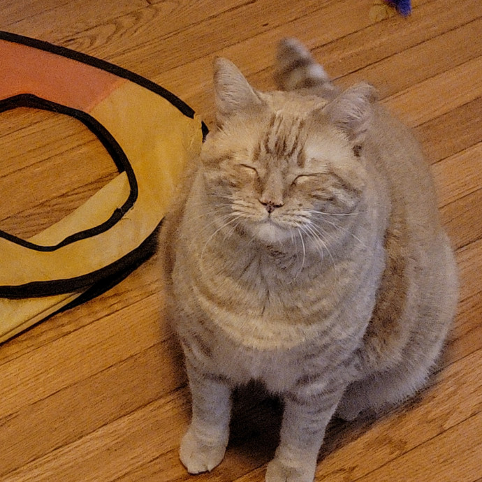 Cate's Cats Of Manhattan