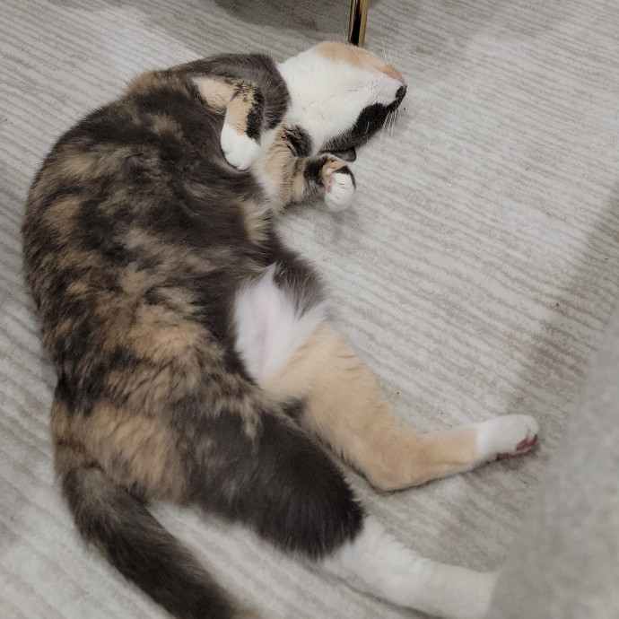 Cate's Cats Of Manhattan