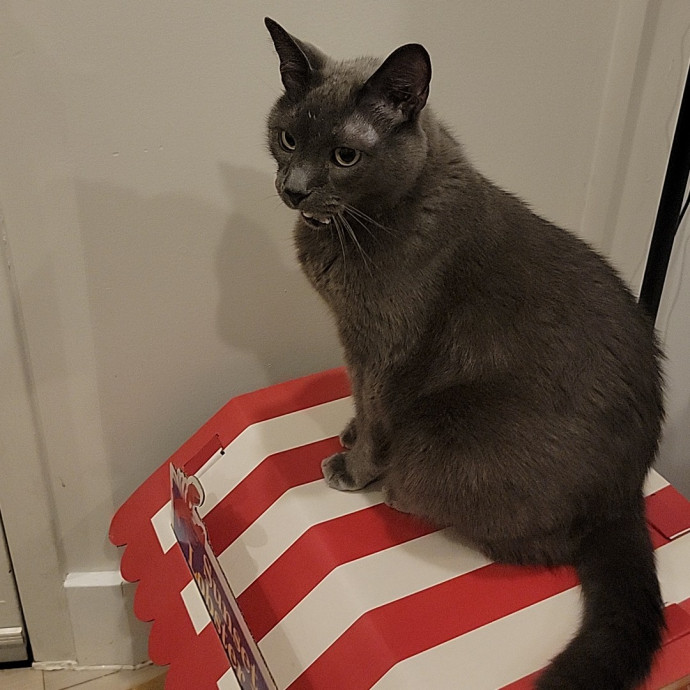 Cate's Cats Of Manhattan