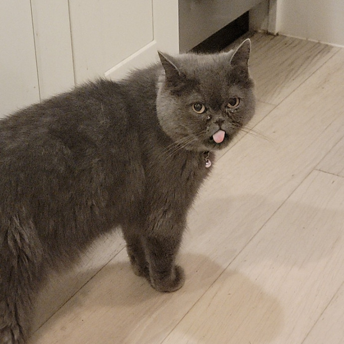 Cate's Cats Of Manhattan photo 2