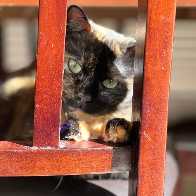 Experienced Cat Dad  photo 4