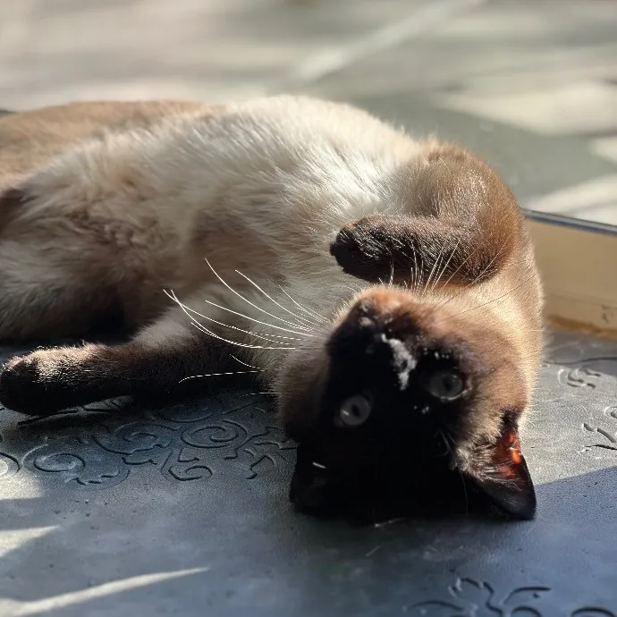 Experienced Cat Dad  photo 3