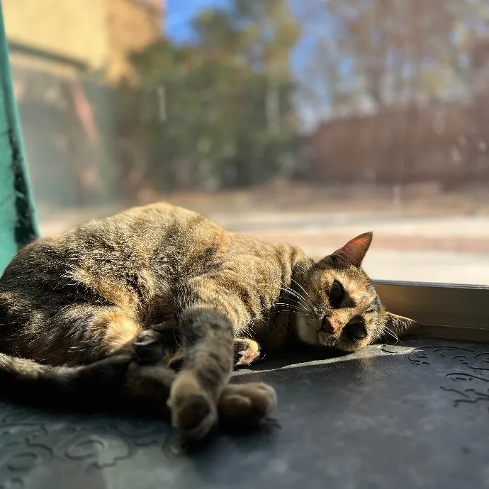 Experienced Cat Dad  photo 2