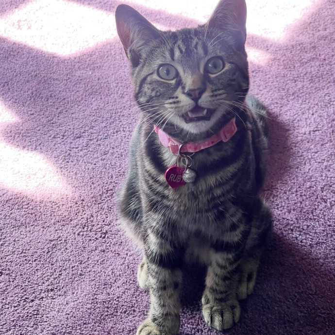 Purrfessional Cat Care While You're Away