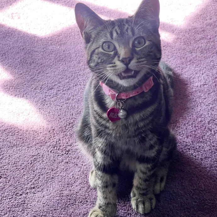 Purrfessional Cat Care While You're Away