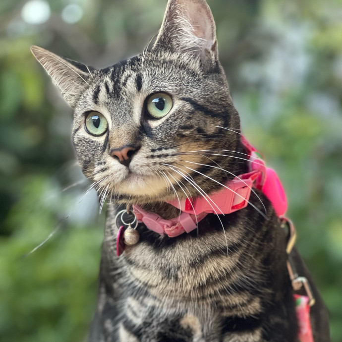 Purrfessional Cat Care While You're Away