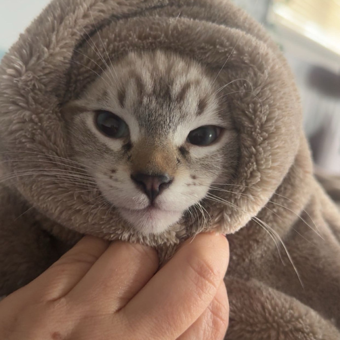 Purrfessional Cat Care While You're Away