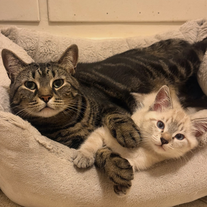 Purrfessional Cat Care While You're Away photo 3
