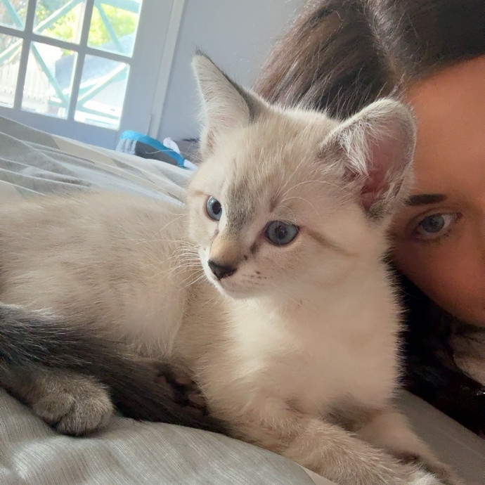 Purrfessional Cat Care While You're Away photo 2