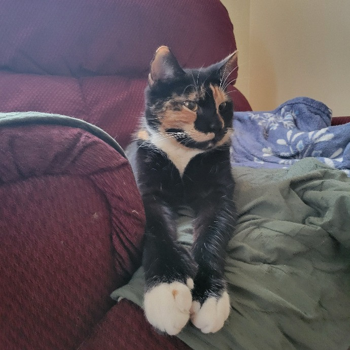 Big Human Man Cat Sitting
