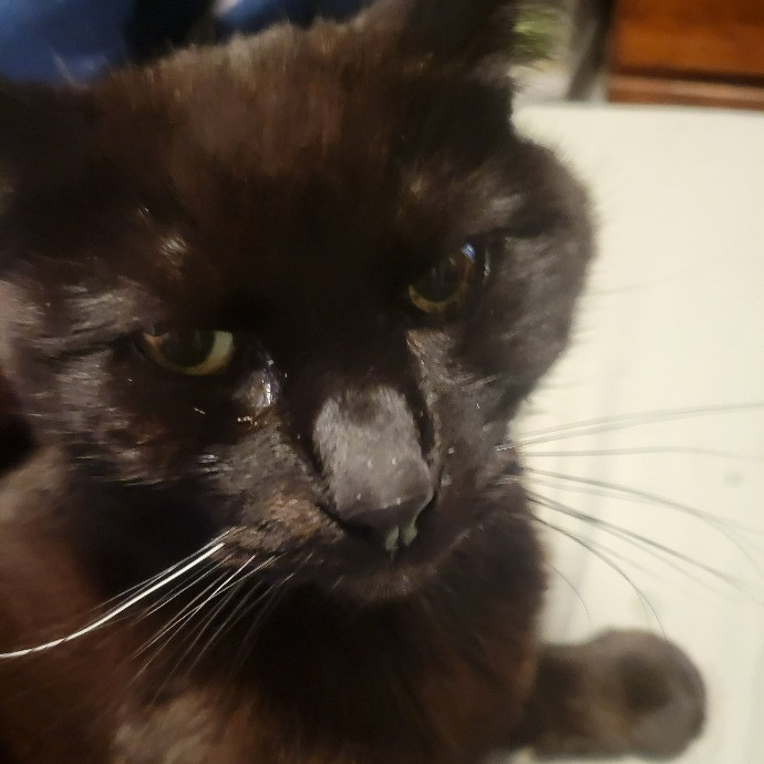 Big Human Man Cat Sitting photo 3