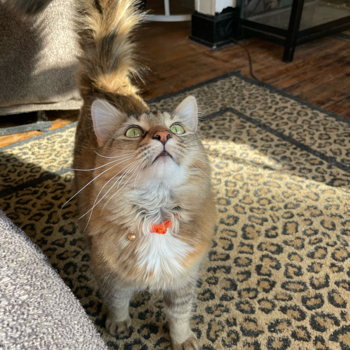Meow At First Sight