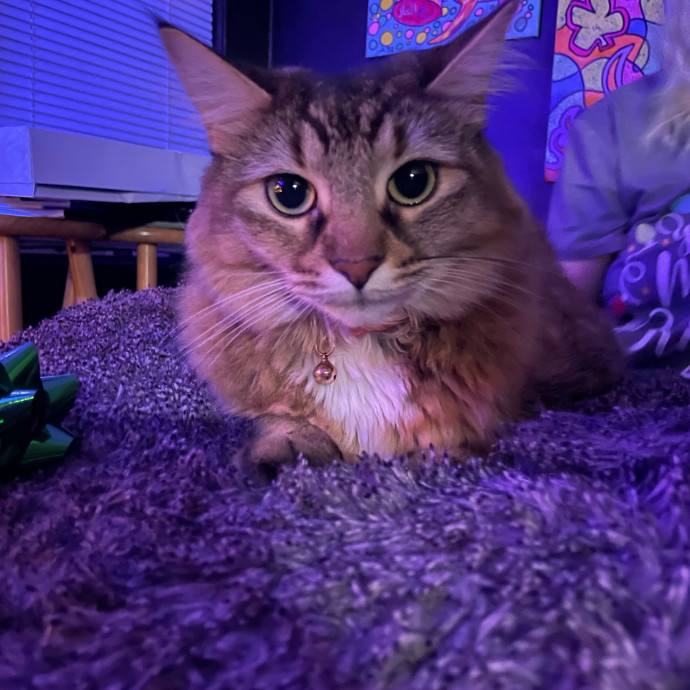 Meow At First Sight