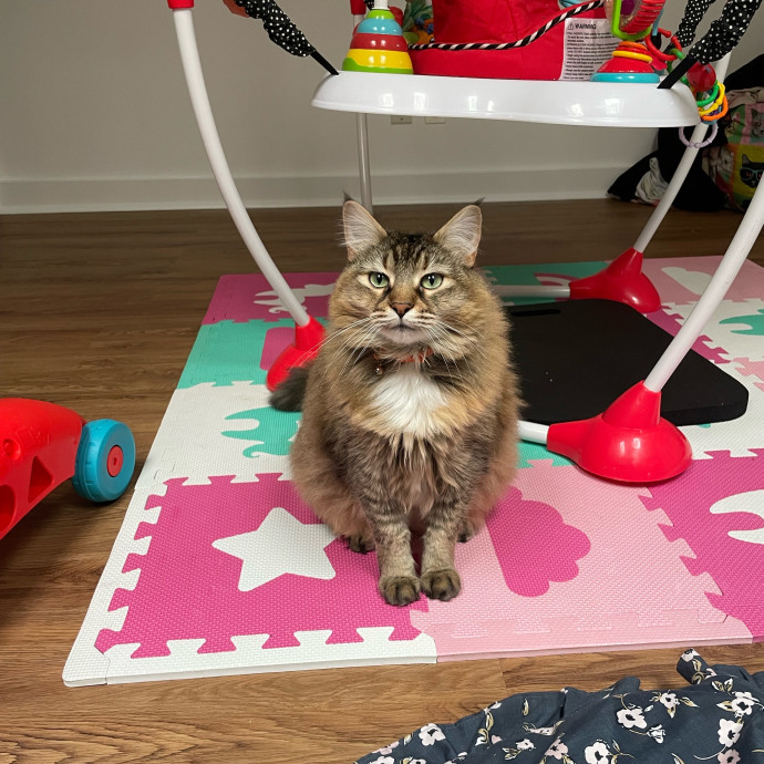 Meow At First Sight photo 2