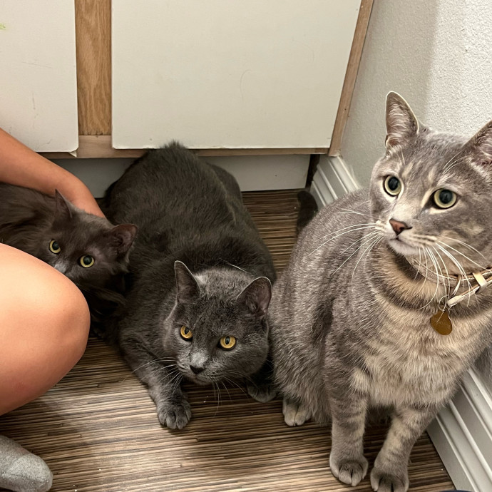 Feline City