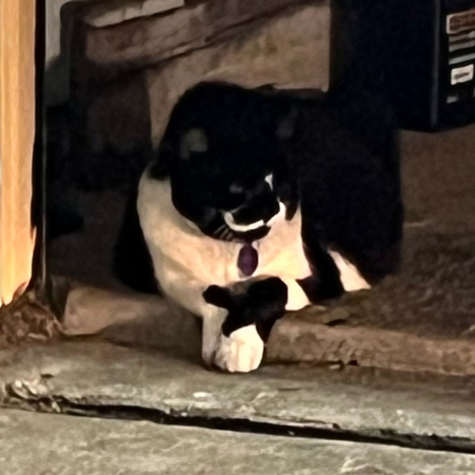 Feline City