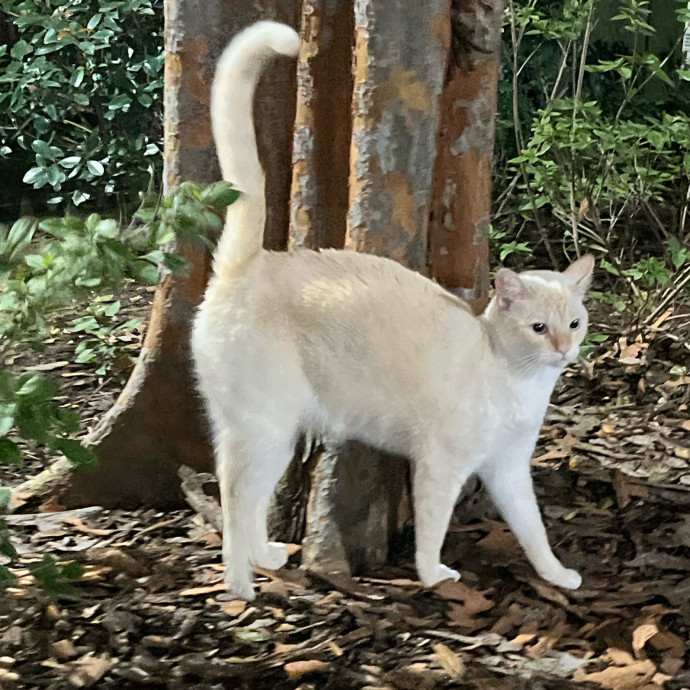 Feline City
